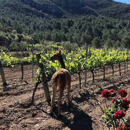 Cal Puig, Enoturismo Rural Entre Vinas Y Bosques * Juncosa