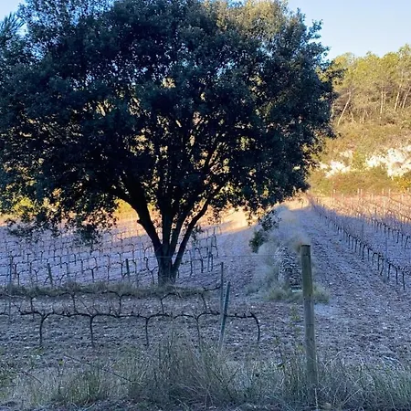 Cal Puig, Enoturismo Rural Entre Vinas Y Bosques *