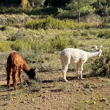 Villa Cal Puig, Enoturismo Rural Entre Vinas Y Bosques