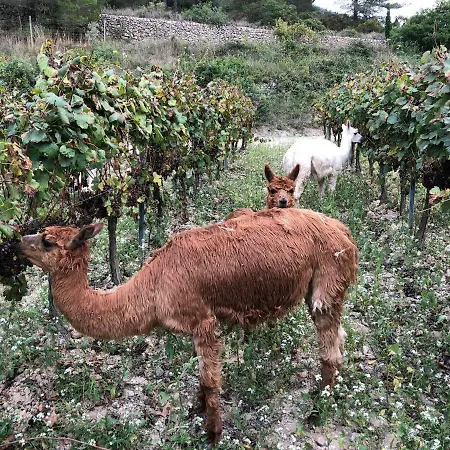 Cal Puig, Enoturismo Rural Entre Vinas Y Bosques Villa