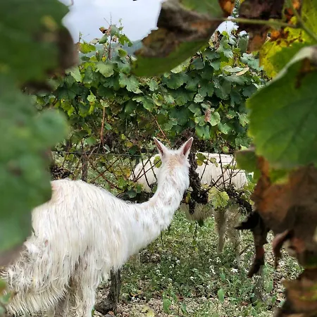 Cal Puig, Enoturismo Rural Entre Vinas Y Bosques Villa Juncosa