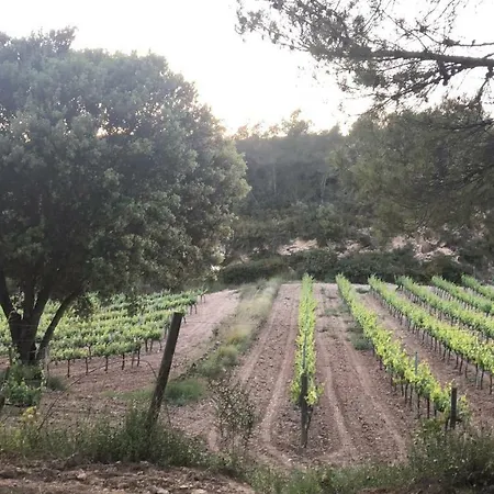 Cal Puig, Enoturismo Rural Entre Vinas Y Bosques *